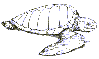 sea turtle